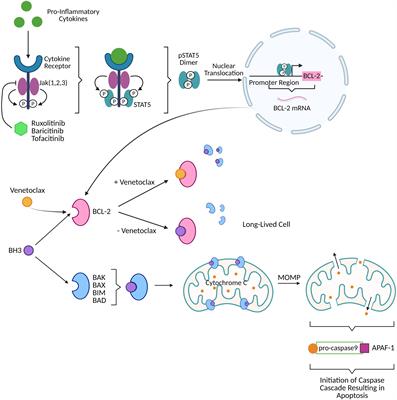 Repurposing BCL-2 and Jak 1/2 inhibitors: Cure and treatment of HIV-1 and other viral infections